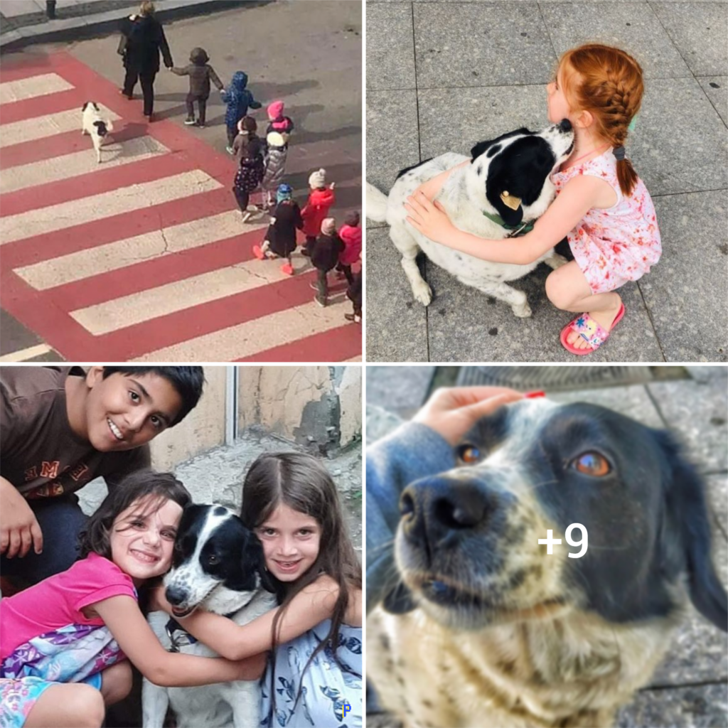 “The Four-Legged Crossing Guard: A Stray Dog’s Daily Duty in Protecting Young Students”