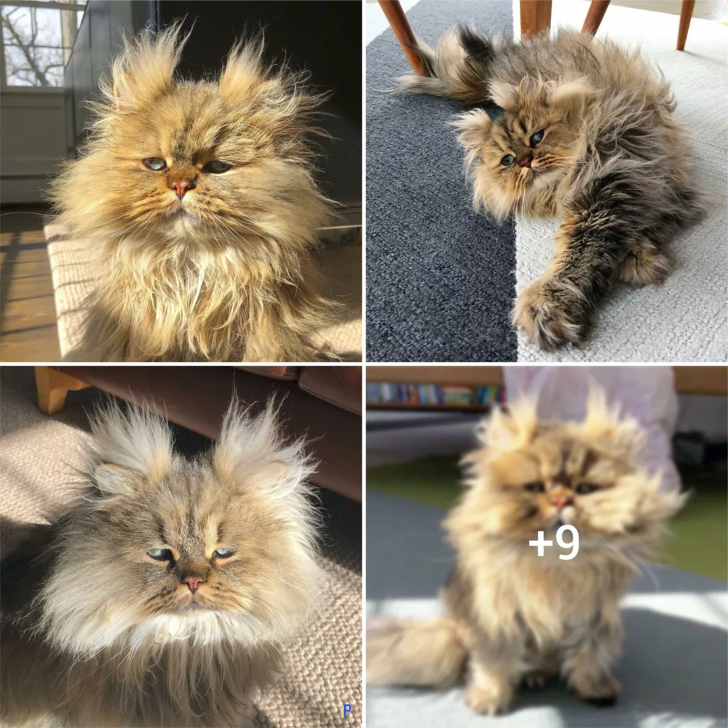 Meet Barnaby: The Perpetually Sleepy Persian Cat Who Can’t Live Without His Daily Dose of Caffeine