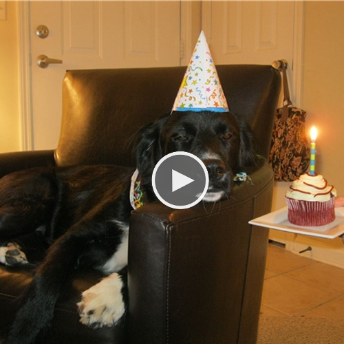 Cute Canine Commemorates Thirteenth Anniversary: Hoping for a Tail-wagging Time to Come